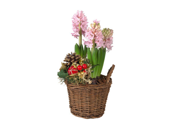 Hyacinths in a Basket