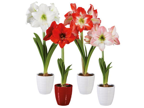 Amaryllis