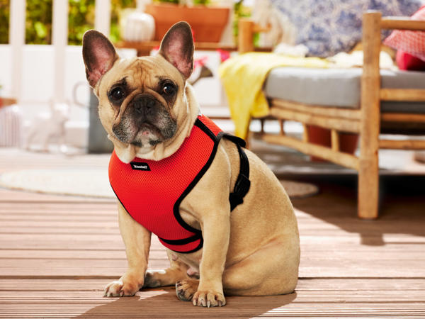 Dog Harness
