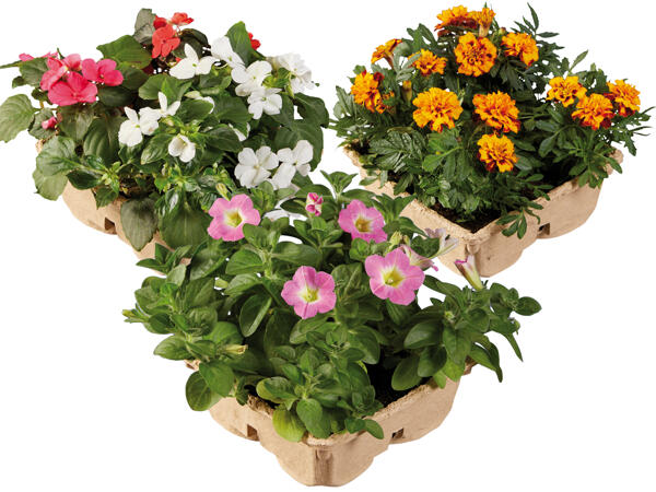 Beetpflanzen im 4er Tray