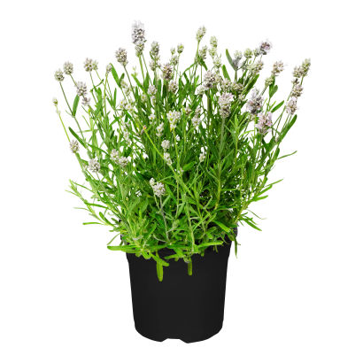 Lavendel