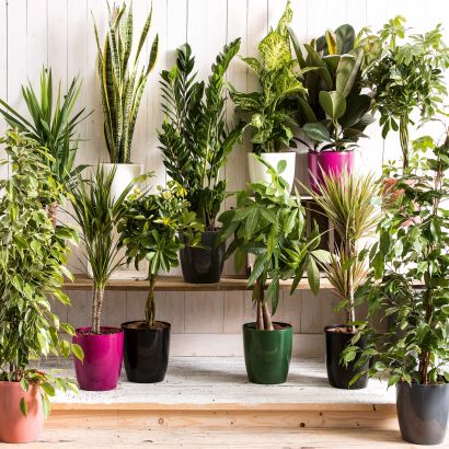 Solitairplant