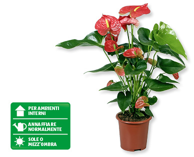 Anthurium