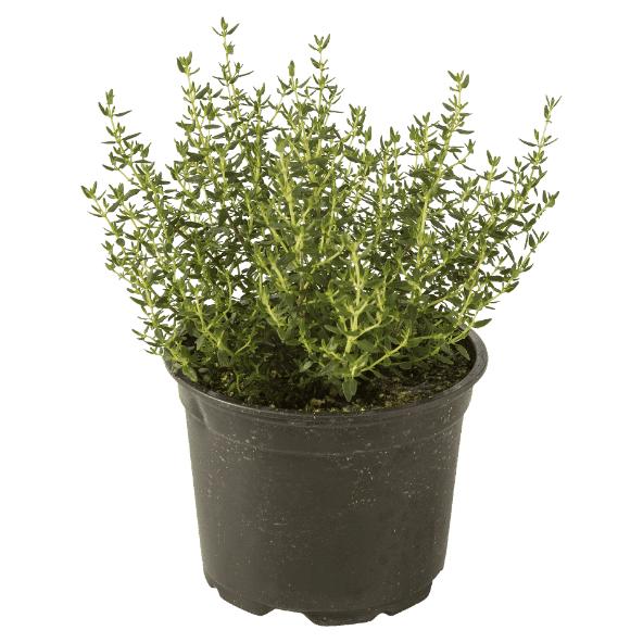 Biokruidenplant