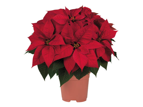 Large Poinsettia