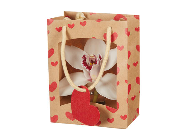 Cymbidium in a Bag