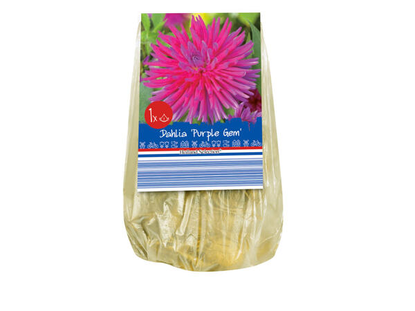 Bulbes à fleurs