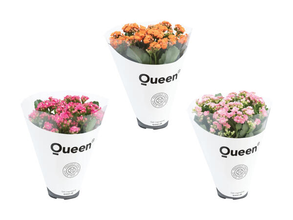 Kalanchoe Queen