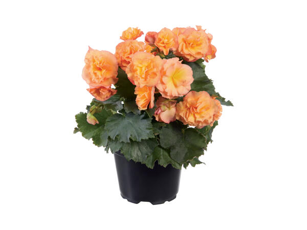 Begonia