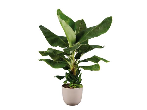 Strelitzia or Banana Plant