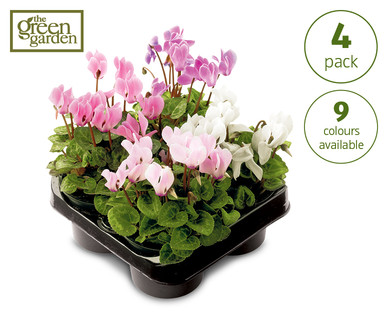 Cyclamen