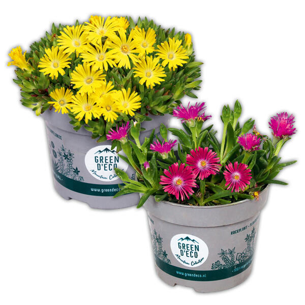 Mittagsblume