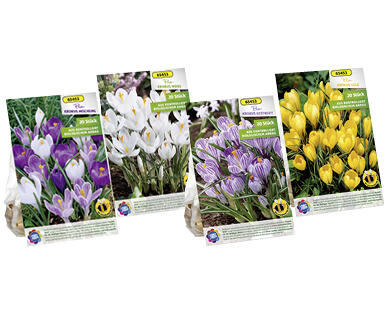 BULBI DI CROCUS BIO