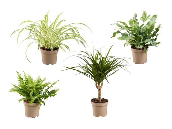 Plantes vertes O2