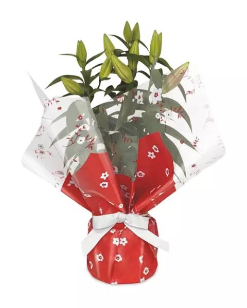 Gift Wrapped Plant