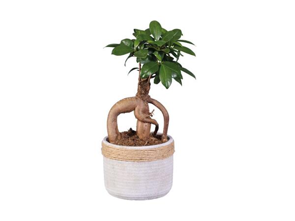 Plante i keramik