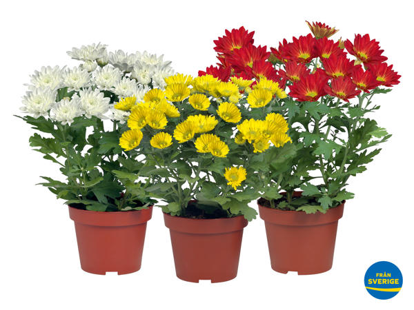Krysantemum