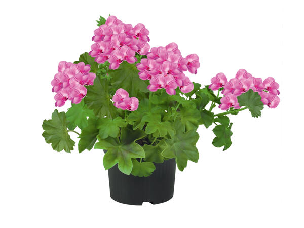 Trailing Geranium