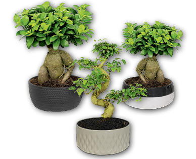 Bonsai