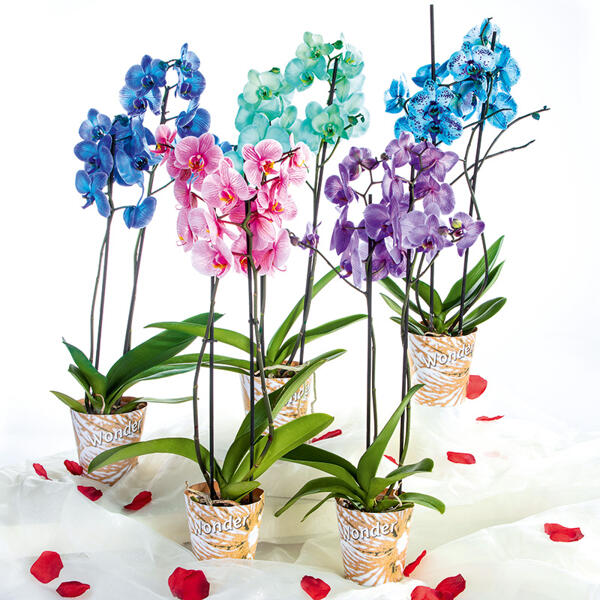 Phalaenopsis "Royal Mix"
