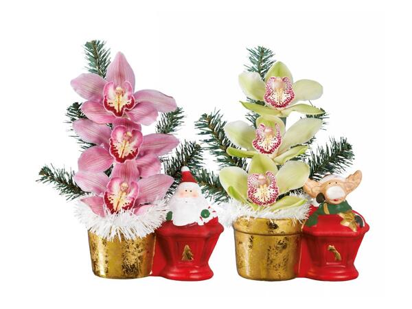 Orchid with 3 flowers
