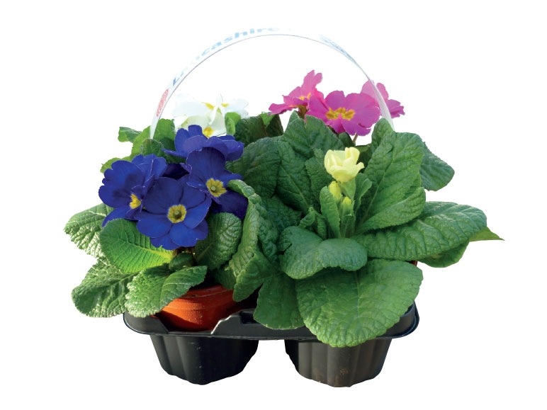 British Primroses - from Sunday 11th September