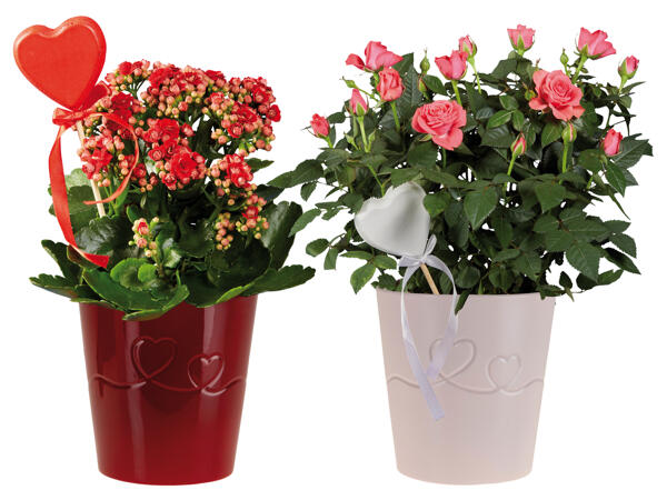 Topfrose/Kalanchoe in Keramik
