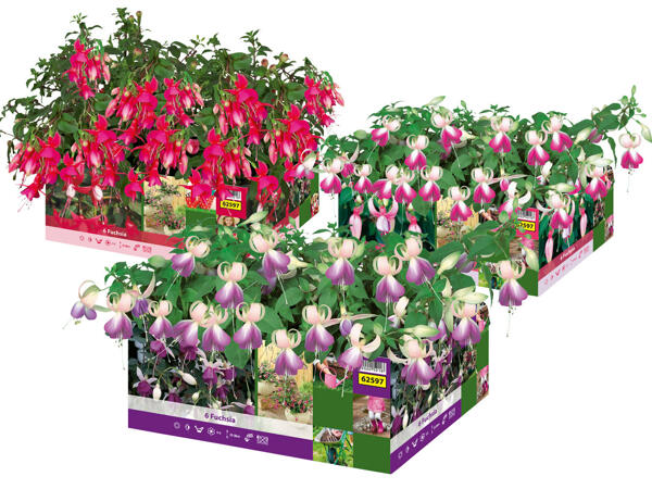 Fuchsien 6er Tray