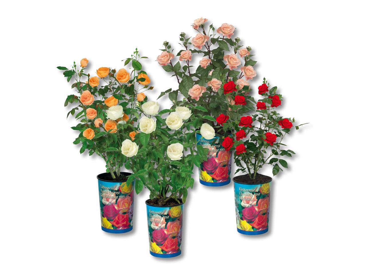 Roses de jardin