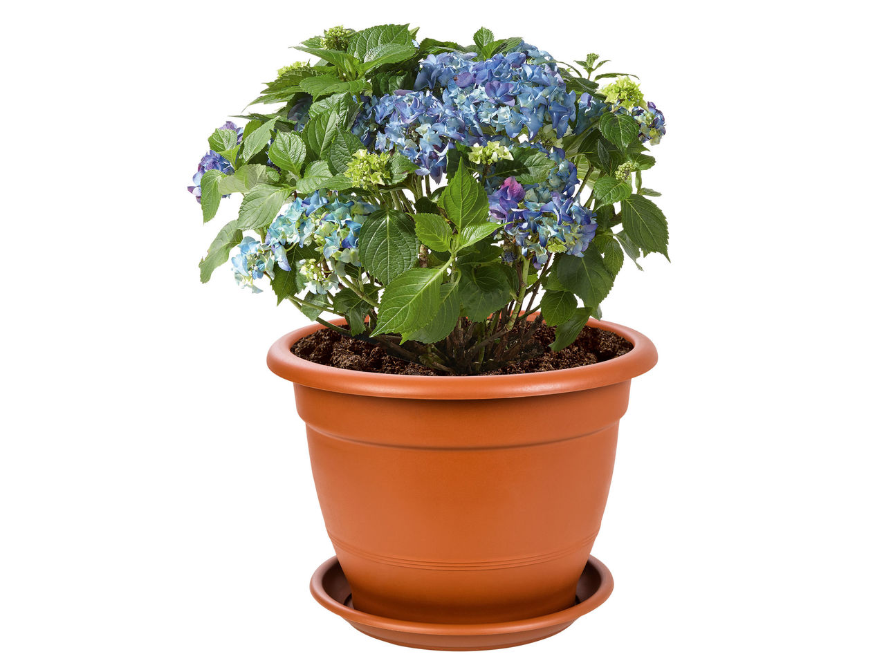 Planter