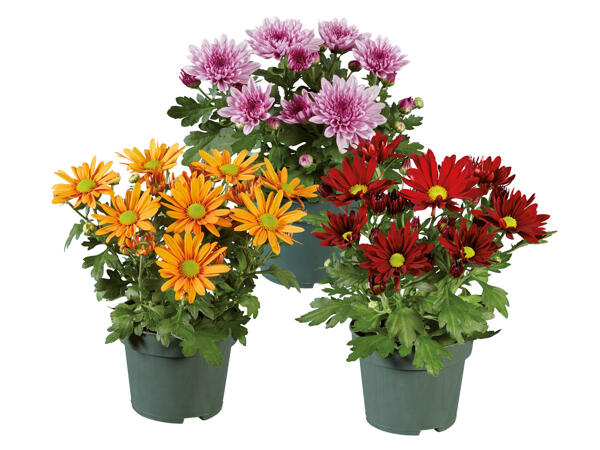 Chrysanthemums