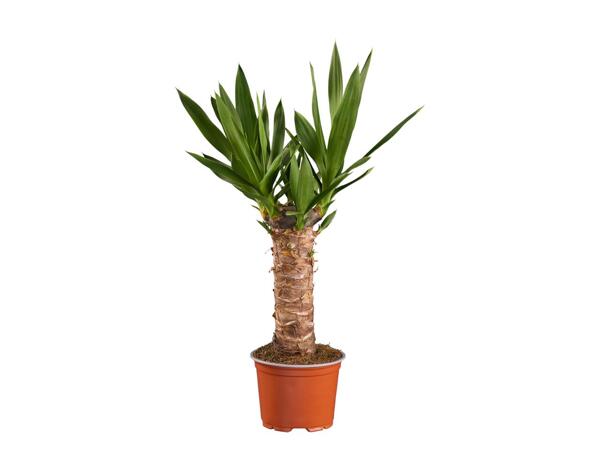 Yucca