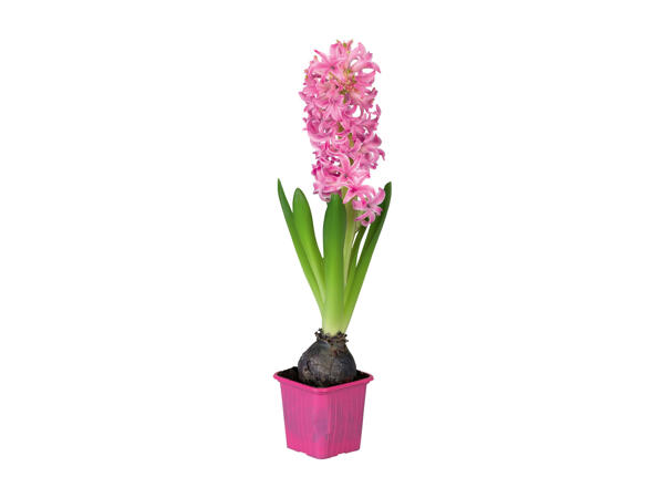 Hyacinth Bulbs