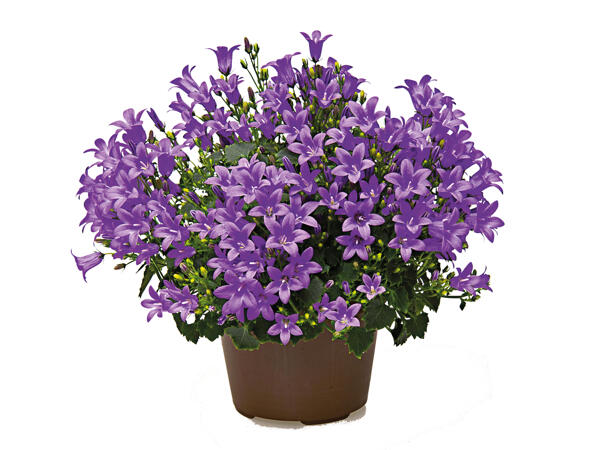 Campanula