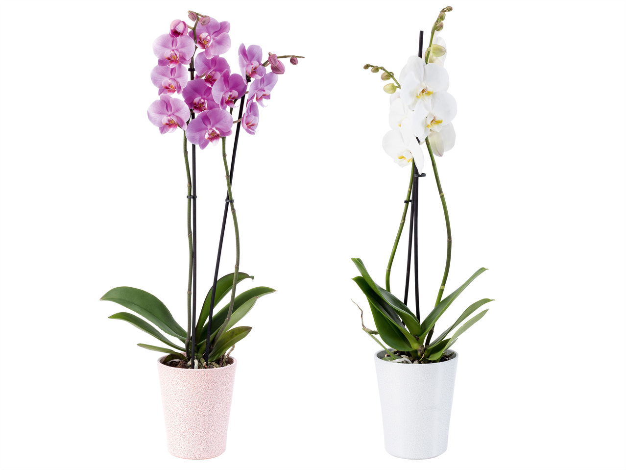 Phalaenopsis 2-Trieber