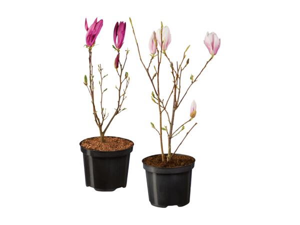 Magnolia
