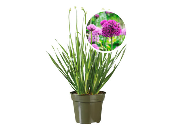 Allium