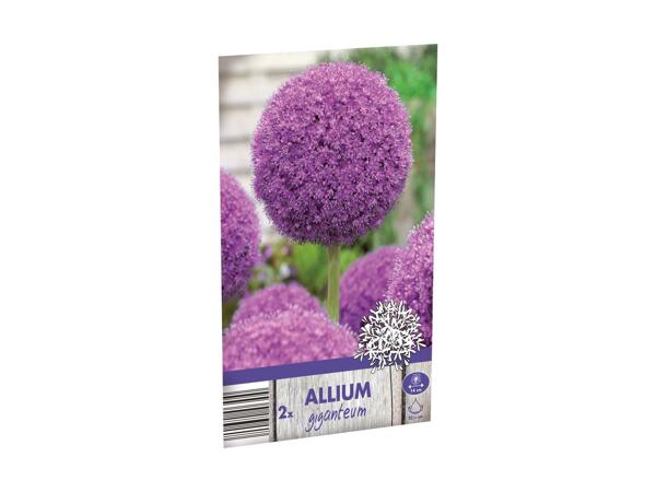 Allium blomsterløg