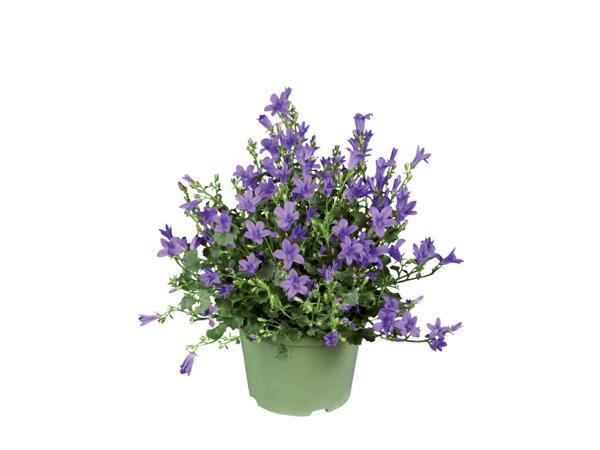 Bellflower