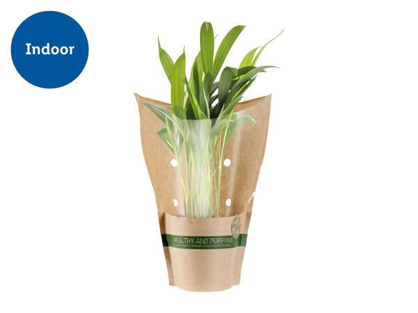 Air Purifying Plants