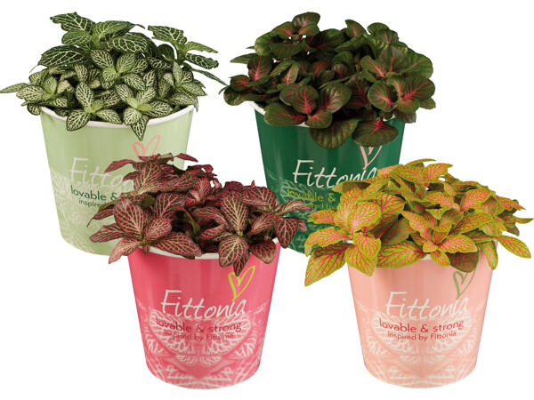 Fittonia
