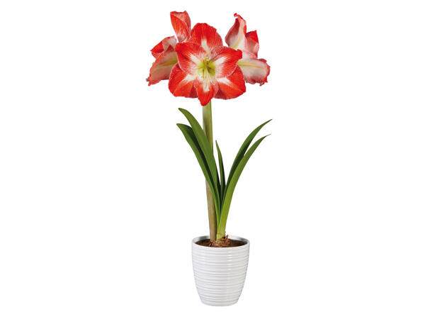 Amaryllis