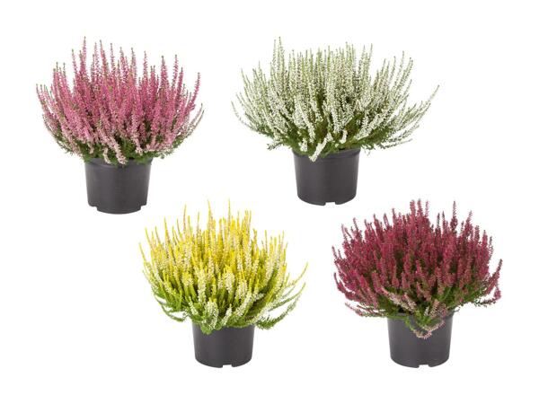 Bruyère (Calluna vulgaris) XL