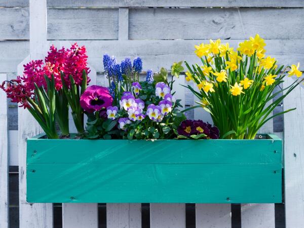 6-pak forårsblomster eller løg