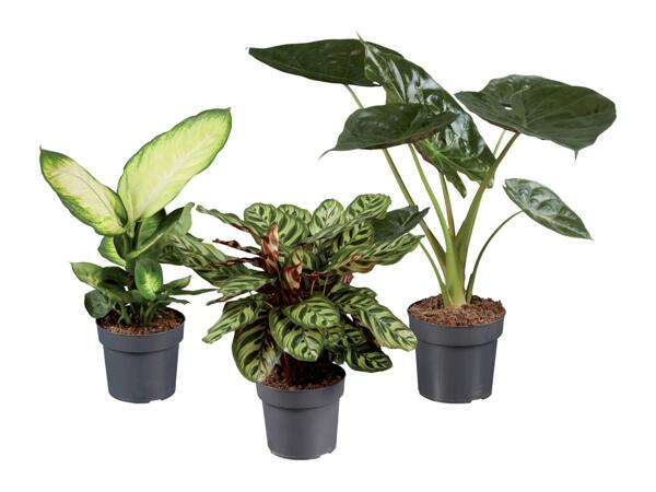Green Plants