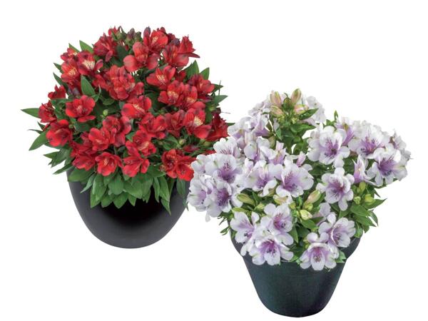 Alstroemeria