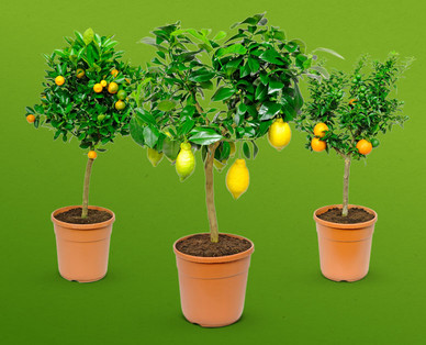 Mediterranes Stämmchen