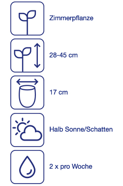 Solitärpflanze