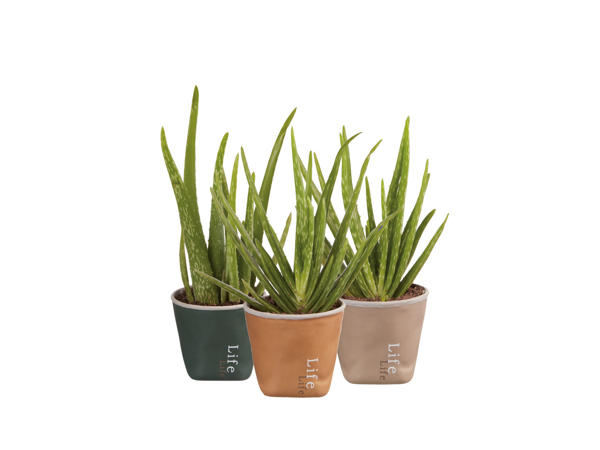 Aloe vera i keramikkruka