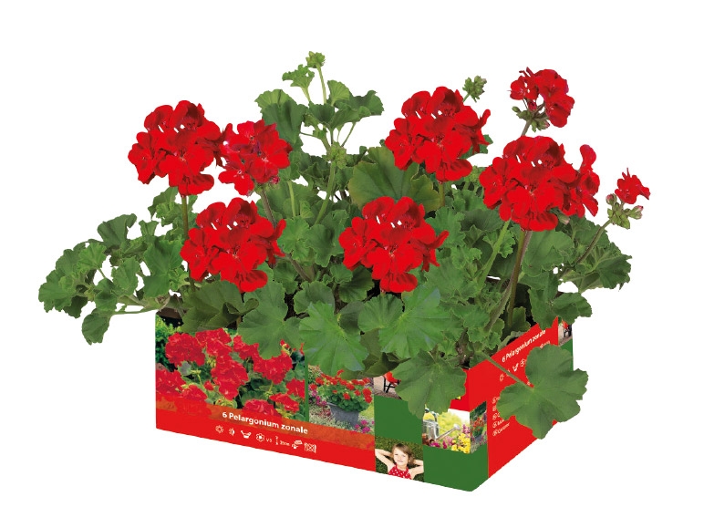 Trailing Geranium
